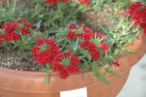 Foto de variedad de flores para ser usadas como: Maceta, patio, Tarrina de colgar Verbena Vepita Fire Red