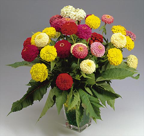 Foto de variedad de flores para ser usadas como: Planta de temporada / borde del macizo Zinnia elegans a fiore piccolo mix