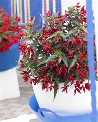 Foto de variedad de flores para ser usadas como: Maceta o cesta de trasplante Begonia Crakling Fire Dark Red