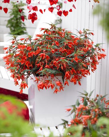 Foto de variedad de flores para ser usadas como: Maceta o cesta de trasplante Begonia Crakling Fire Orange Red