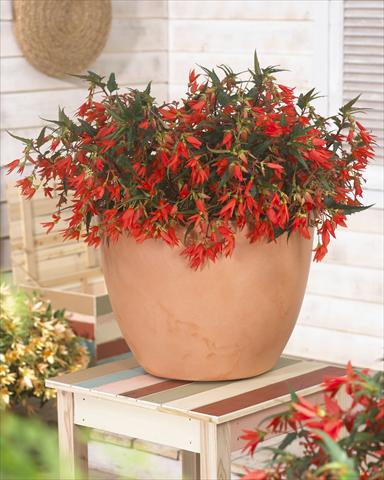Foto de variedad de flores para ser usadas como: Maceta o cesta de trasplante Begonia Crakling Fire Orange