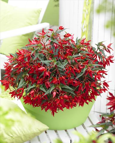 Foto de variedad de flores para ser usadas como: Maceta o cesta de trasplante Begonia Crakling Fire Red