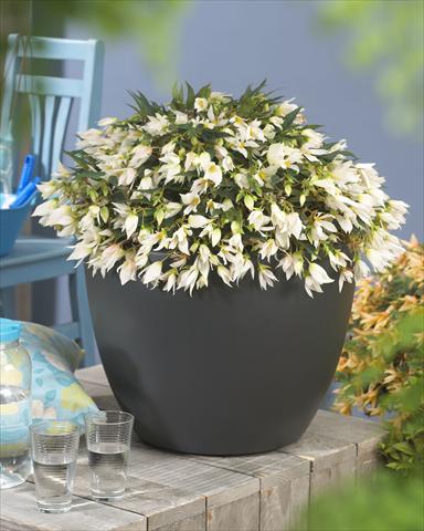 Foto de variedad de flores para ser usadas como: Maceta o cesta de trasplante Begonia Crakling Fire White