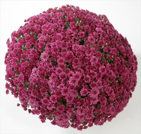 Foto de variedad de flores para ser usadas como: Maceta y planta de temporada Chrysanthemum Belgian Astrix