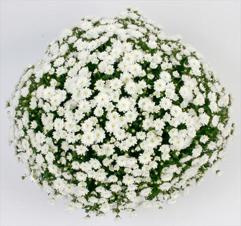 Foto de variedad de flores para ser usadas como: Maceta y planta de temporada Chrysanthemum Belgian Campina