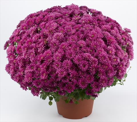 Foto de variedad de flores para ser usadas como: Maceta y planta de temporada Chrysanthemum Belgian Erina Mauve