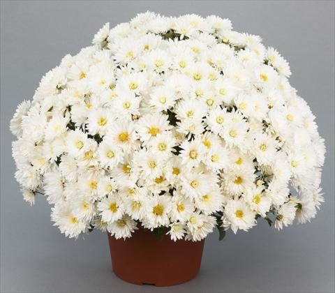 Foto de variedad de flores para ser usadas como: Maceta y planta de temporada Chrysanthemum Belgian Isaura White