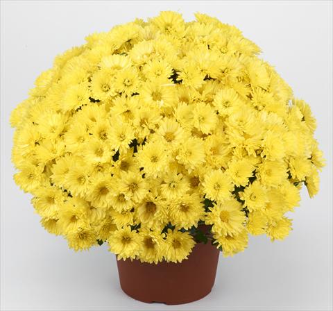 Foto de variedad de flores para ser usadas como: Maceta y planta de temporada Chrysanthemum Belgian Isaura Yellow
