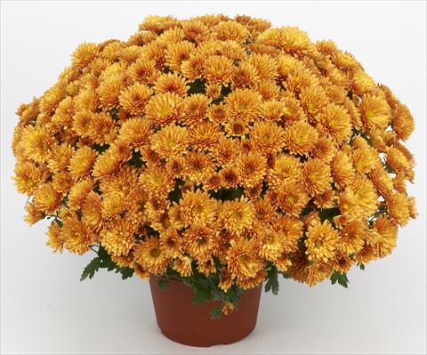 Foto de variedad de flores para ser usadas como: Maceta y planta de temporada Chrysanthemum Belgian Marjolein Orange