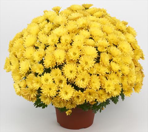 Foto de variedad de flores para ser usadas como: Maceta y planta de temporada Chrysanthemum Belgian Marjolein Yellow