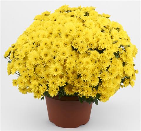 Foto de variedad de flores para ser usadas como: Maceta y planta de temporada Chrysanthemum Belgian Pikato
