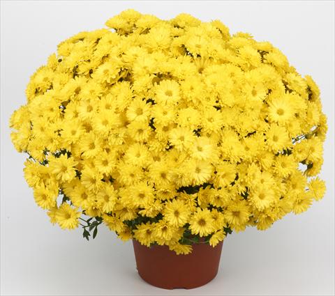 Foto de variedad de flores para ser usadas como: Maceta y planta de temporada Chrysanthemum Belgian Samini Jaune