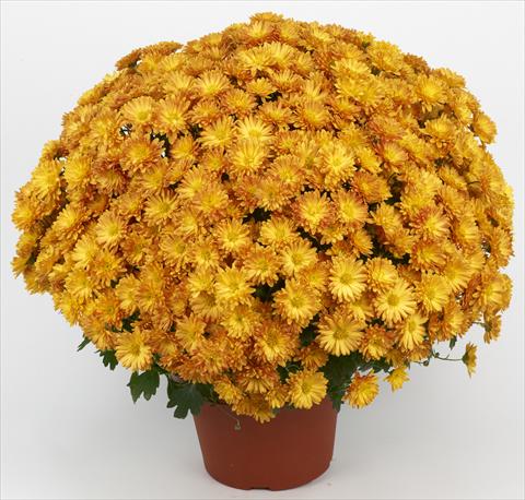 Foto de variedad de flores para ser usadas como: Maceta y planta de temporada Chrysanthemum Belgian Samini Orange