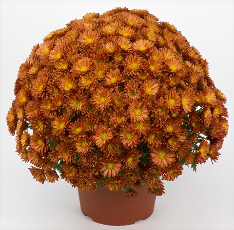 Foto de variedad de flores para ser usadas como: Maceta y planta de temporada Chrysanthemum Belgian Samini Rouge
