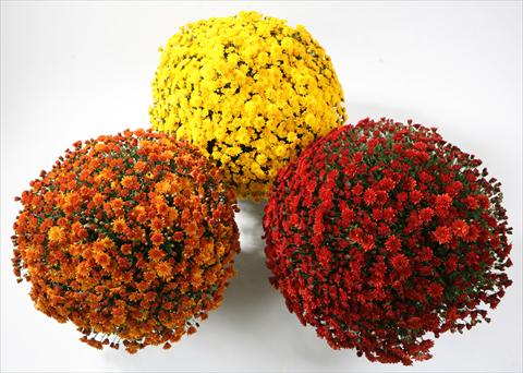 Foto de variedad de flores para ser usadas como: Maceta y planta de temporada Chrysanthemum Belgian Samini yellow red bronze
