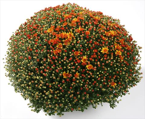 Foto de variedad de flores para ser usadas como: Maceta y planta de temporada Chrysanthemum Belgian Santana