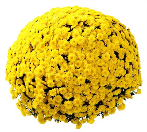 Foto de variedad de flores para ser usadas como: Maceta y planta de temporada Chrysanthemum Belgian Vittorio