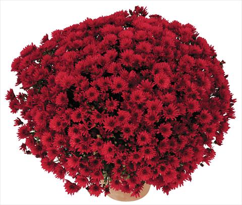 Foto de variedad de flores para ser usadas como: Maceta y planta de temporada Chrysanthemum Golette Balma Rouge