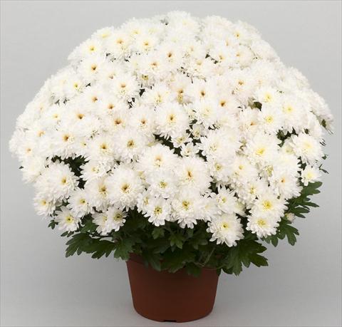Foto de variedad de flores para ser usadas como: Maceta y planta de temporada Chrysanthemum Golette Borea Blanc