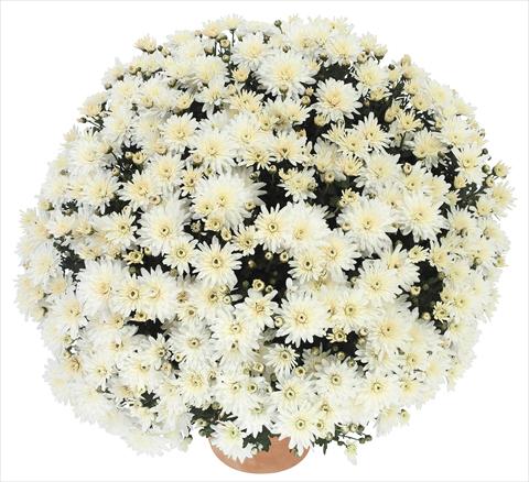 Foto de variedad de flores para ser usadas como: Maceta y planta de temporada Chrysanthemum Golette Burma Blanc