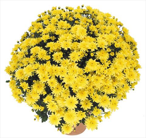 Foto de variedad de flores para ser usadas como: Maceta y planta de temporada Chrysanthemum Golette Burma Jaune