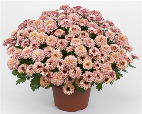 Foto de variedad de flores para ser usadas como: Maceta y planta de temporada Chrysanthemum Golette Rasta Cerise