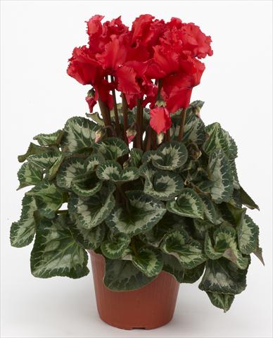 Foto de variedad de flores para ser usadas como: Tarrina de colgar / Maceta Cyclamen persicum Halios® Curly Écarlate