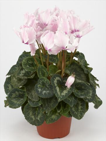 Foto de variedad de flores para ser usadas como: Tarrina de colgar / Maceta Cyclamen persicum Halios® Curly Fuchsia Clair e Flammé