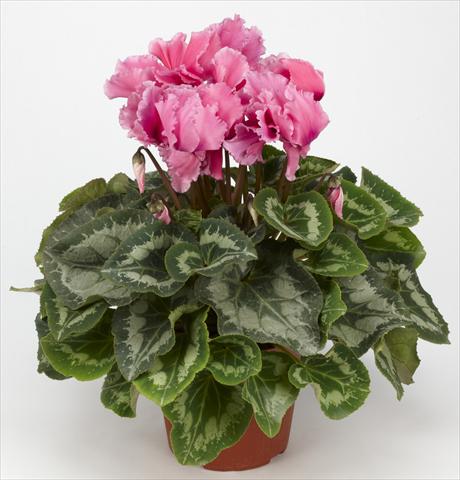 Foto de variedad de flores para ser usadas como: Tarrina de colgar / Maceta Cyclamen persicum Halios® Curly Fuchsia