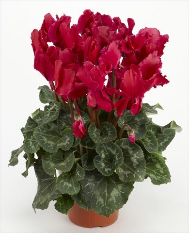 Foto de variedad de flores para ser usadas como: Tarrina de colgar / Maceta Cyclamen persicum Halios® Curly Magenta