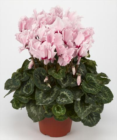 Foto de variedad de flores para ser usadas como: Tarrina de colgar / Maceta Cyclamen persicum Halios® Curly Rose Clair à Oeil rouge