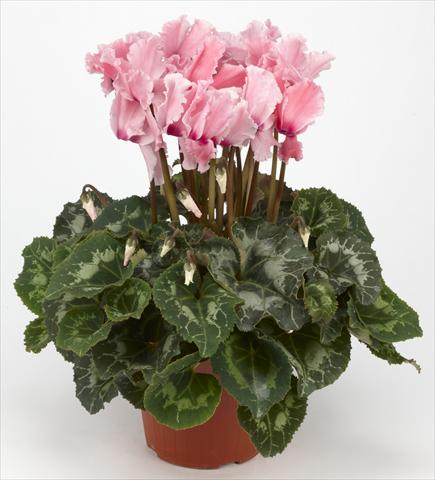 Foto de variedad de flores para ser usadas como: Tarrina de colgar / Maceta Cyclamen persicum Halios® Curly Rose saumoné e Flammé