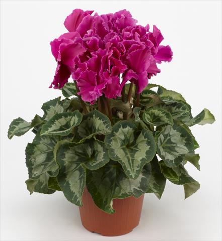 Foto de variedad de flores para ser usadas como: Tarrina de colgar / Maceta Cyclamen persicum Halios® Curly Violet Foncé liseré