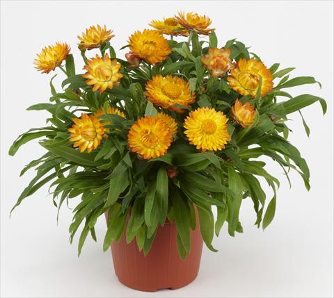 Foto de variedad de flores para ser usadas como: Maceta y planta de temporada Helichrysum (Bracteantha) Braxi Gold
