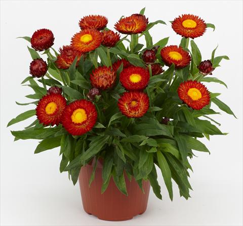 Foto de variedad de flores para ser usadas como: Maceta y planta de temporada Helichrysum (Bracteantha) Braxi Red