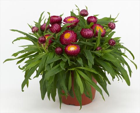 Foto de variedad de flores para ser usadas como: Maceta y planta de temporada Helichrysum (Bracteantha) Braxi Violet