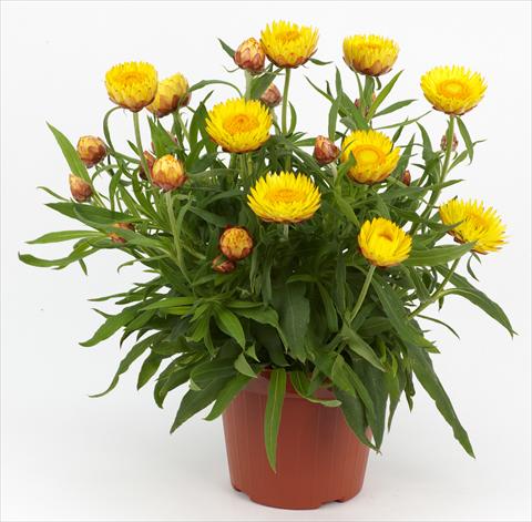 Foto de variedad de flores para ser usadas como: Maceta y planta de temporada Helichrysum (Bracteantha) Braxi Yellow