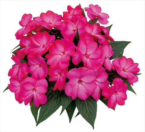Foto de variedad de flores para ser usadas como: Maceta, planta de temporada, patio Impatiens N. Guinea Paradise Nagena