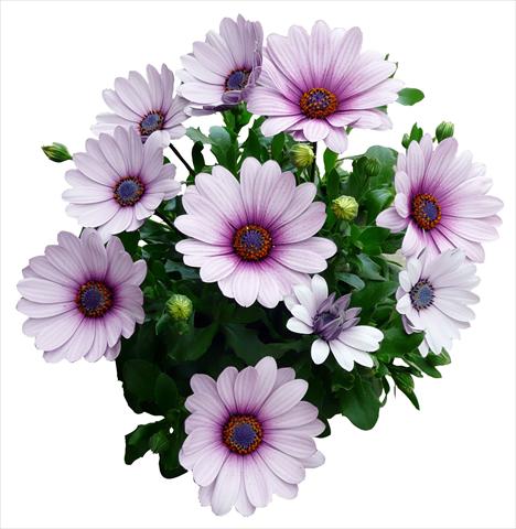 Foto de variedad de flores para ser usadas como: Maceta y planta de temporada Osteospermum Cape Daisy Purple Illumination