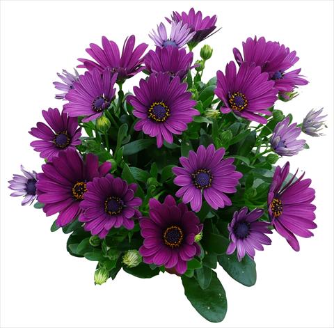 Foto de variedad de flores para ser usadas como: Maceta y planta de temporada Osteospermum Cape Daisy Purple