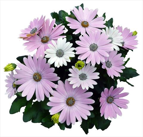 Foto de variedad de flores para ser usadas como: Maceta y planta de temporada Osteospermum Cape Daisy Softly Pink