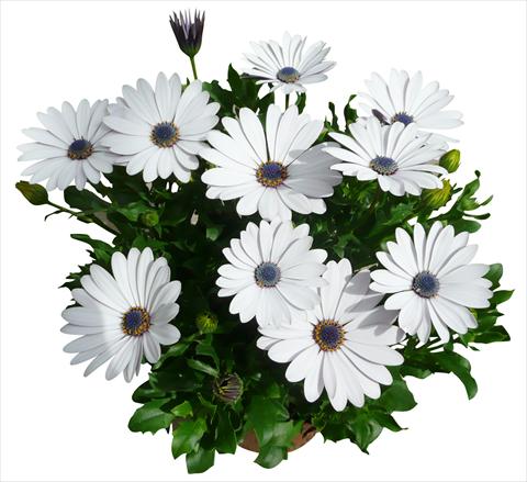 Foto de variedad de flores para ser usadas como: Maceta y planta de temporada Osteospermum Cape Daisy Zanzibar White
