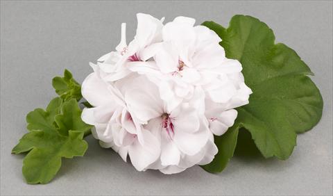Foto de variedad de flores para ser usadas como: Maceta, patio, Tarrina de colgar Pelargonium peltatum White Pearl