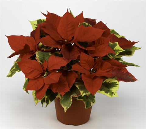 Foto de variedad de flores para ser usadas como: Maceta Poinsettia - Euphorbia pulcherrima Primero Red Tapestry