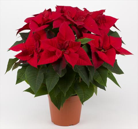 Foto de variedad de flores para ser usadas como: Maceta Poinsettia - Euphorbia pulcherrima Superba Red