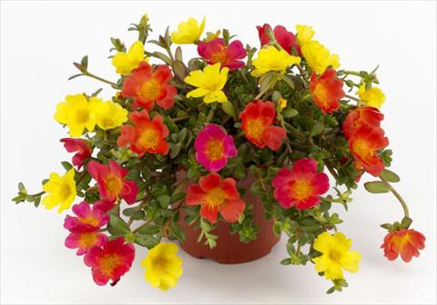 Foto de variedad de flores para ser usadas como: Planta de temporada, patio, Tarrina de colgar Portulaca Duna® Explosive