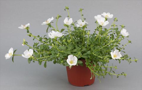 Foto de variedad de flores para ser usadas como: Planta de temporada, patio, Tarrina de colgar Portulaca Duna® White Improved