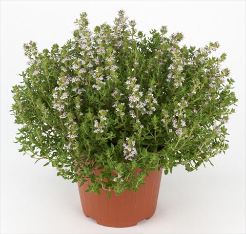 Foto de variedad de flores para ser usadas como: Maceta y planta de temporada Thymus vulgaris Ah...Roma Thymus Compactus