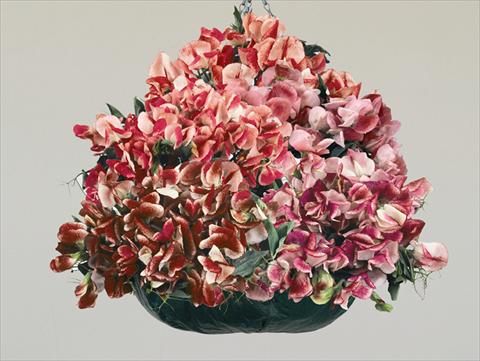 Foto de variedad de flores para ser usadas como: Planta de temporada / borde del macizo Lathyrus odoratus Fantasia Mixed