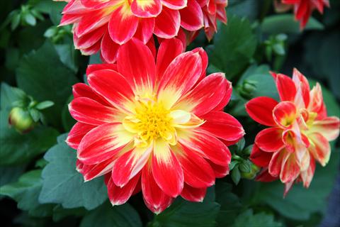 Foto de variedad de flores para ser usadas como: Maceta y planta de temporada Dahlia Imagine Power® Yellow Red